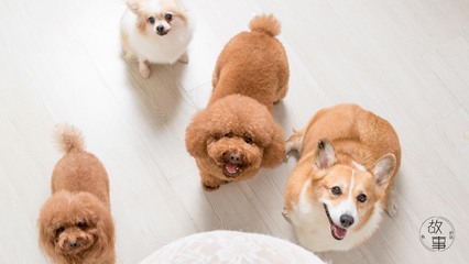usdt钱包苹果app